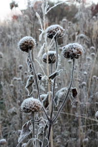 frosted weeds